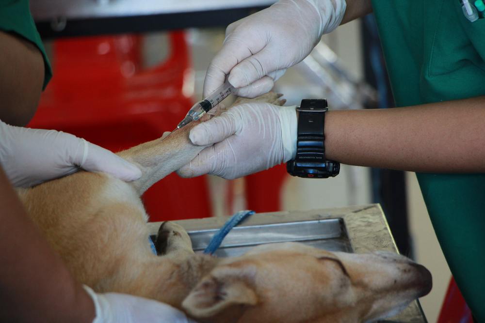 Why Is the Rabies Vaccine So Crucial for Your Pet Dog?